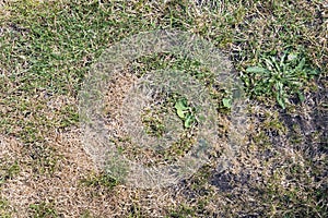 Grass With Bald and Dry Patches