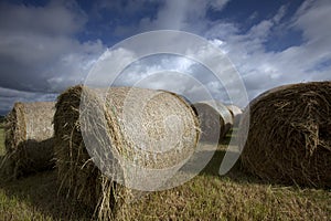 Grass bales on a farm near Thornhill