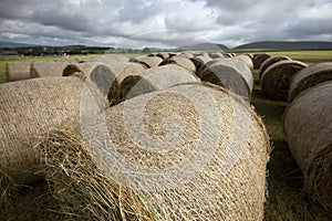 Grass bales on a farm near Thornhill