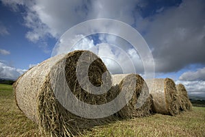 Grass bales on a farm near Thornhill