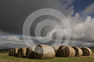 Grass bales on a farm near Thornhill