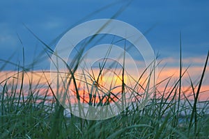 Grass on beach in front of sunset