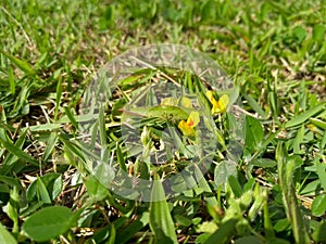 Grass with beautiful yellow flower photo