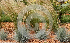 Grass bed, stipa tenuissima and festuca glauca with red brick mulch