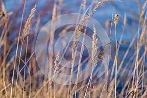 grass bents on blur background