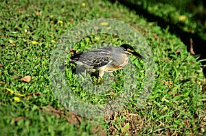 In the grass a bird Butorides striata in late afternoon