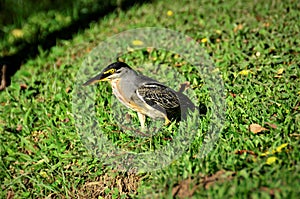 On the grass a bird Butorides striata walking in the late afternoon in the park