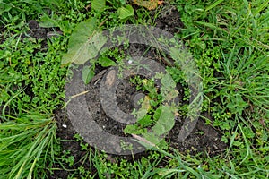 Grass black dirt foilage texture mix with big plant leaves and grass inbetween black sand