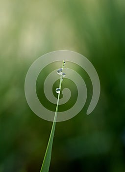 Grass blade and dew drop