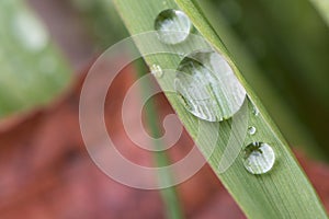 grass blade with dew drops concept wellness