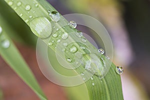 grass blade with dew drops concept wellness