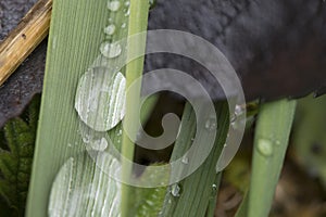 grass blade with dew drops concept wellness