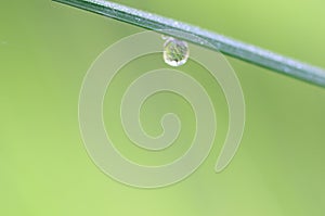 Grass blade with waterdrop