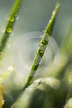 Grass blade with waterdrops dewdrops