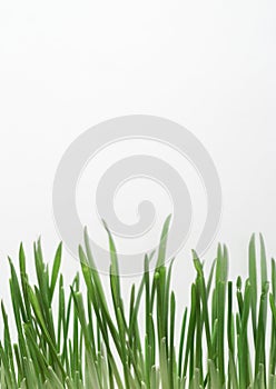 Grass blades