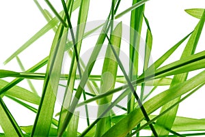 Grass blades