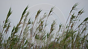 Grass blades against overcast sky