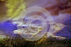 Grass blades background