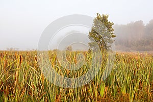 Grass blades on foggy moorland