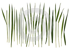 Grass blades isolated on white