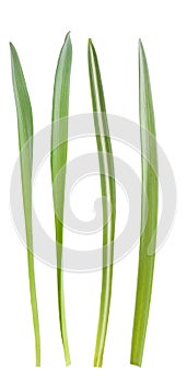 Grass blades photo