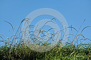 Grass blades over blue sky