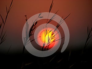 Grass Blades Sunset