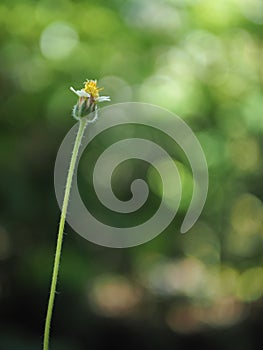 Grass blooming in the morning sun.