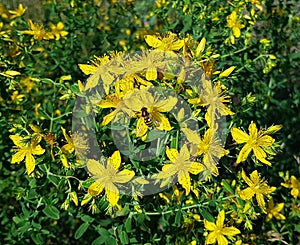 The grass blooms with bright yellow flowers in spring meadows and on the side of country roads