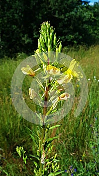 The grass blooms with bright yellow flowers in spring meadows and on the side of country roads