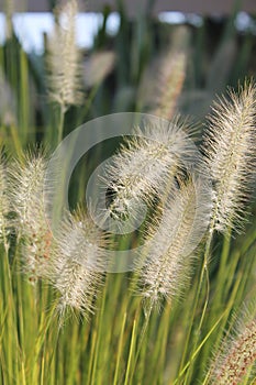 Grass in blossom