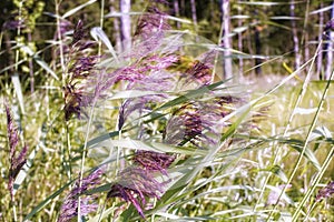 grass blossom meadow breeze forest summer day