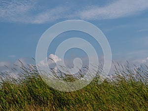 Grass, blowing in the wind, blue sky and clouds behind. Nature background.