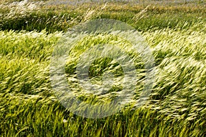 Grass blown by the wind. Natural landscape of the plain of Castelluccio di Norcia. Apennines, Umbria, Italy