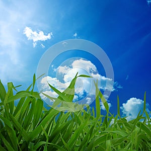 Grass and blue sky