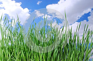 Grass and a Blue Sky