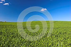 Grass and blue sky