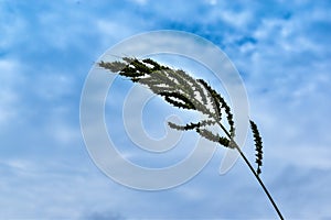 Grass and the blue sky.