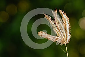 Grass on blur green nature background