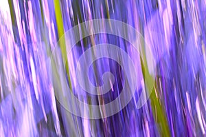 Grass blur lines with purples and pinks