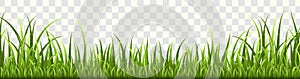 Grass border. Panorama of natural lawn or meadow in garden, isolated vector eco green spring elements
