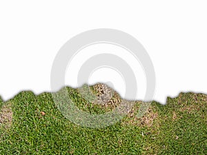 The grass on the bottom edge of the frame, isolated backgorund.