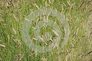 The grass Bouteloua gracilis blooms in July. Potsdam, Germany