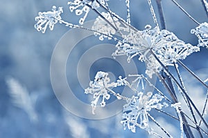 Grass branches frozen in the ice. Frozen grass branch in winter. Branch covered with snow.