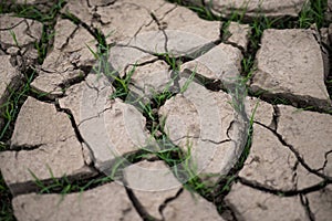 Grass breaks through the drought cracks