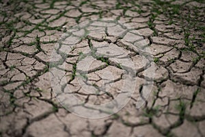 Grass breaks through the drought cracks