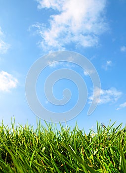 Grass and Bright Blue Sky