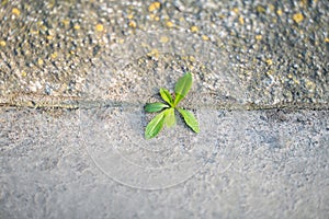 Grass broke through the crack in the pavement. Power of nature