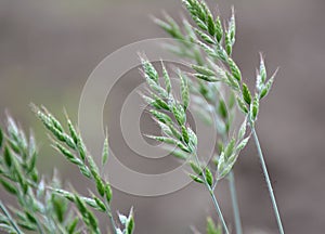 Grass Bromus grows in grasslands