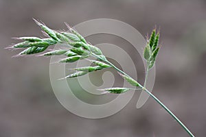 Grass Bromus grows in grasslands